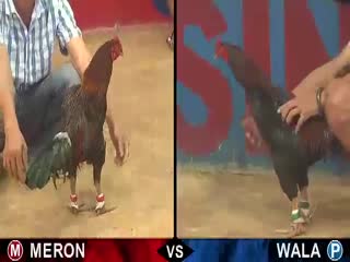 Đá gà cựa sắt ngày 16/11/2020