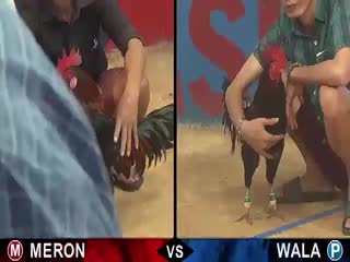 Đá gà cựa sắt ngày 18/11/2020