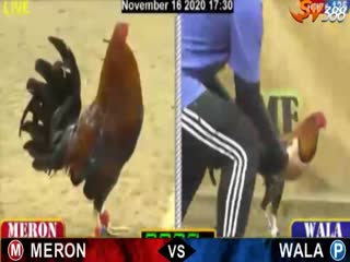 Đá gà cựa dao ngày 18/11/2020