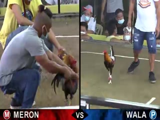 Đá gà cựa dao ngày 18/12/2020