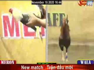 Đá gà cựa dao ngày 19/11/2020