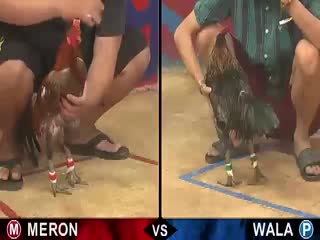 Đá gà cựa sắt ngày 19/11/2020