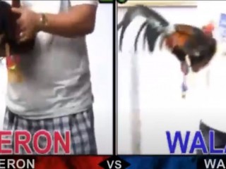 Đá gà cựa dao ngày 20/04/2021