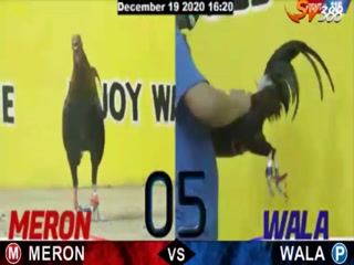 Đá gà cựa dao ngày 20/12/2020