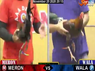 Đá gà cựa dao ngày 21/11/2020