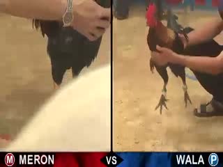 Đá gà cựa sắt ngày 18/10/2020