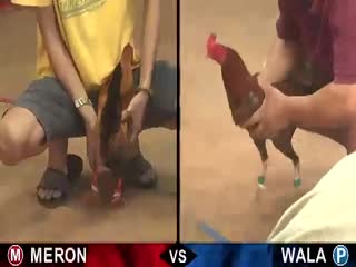 Đá gà cựa sắt ngày 14/10/2020