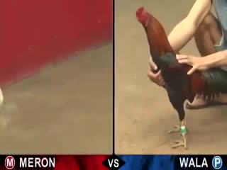 Đá gà cựa sắt ngày 12/10/2020