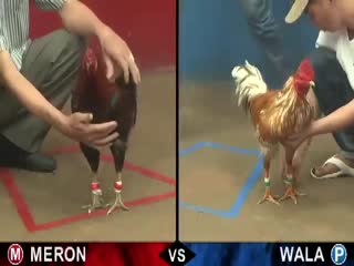 Đá gà cựa sắt ngày 11/10/2020