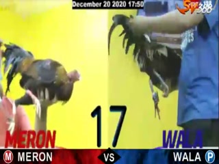 Đá gà cựa dao ngày 22/12/2020