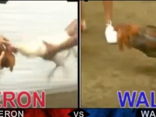 Đá gà cựa dao ngày 23/04/2021