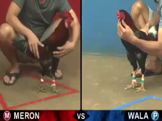 Đá gà cựa sắt ngày 23/10/2020