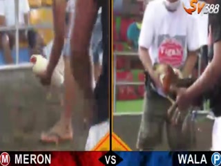 Đá gà cựa dao ngày 23/11/2020