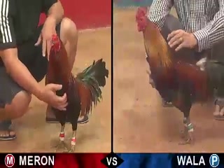 Đá gà cựa sắt ngày 23/11/2020