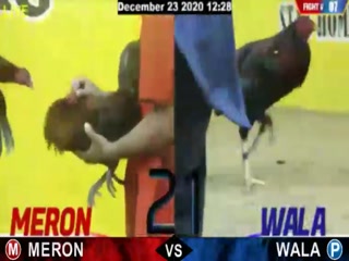 Đá gà cựa dao ngày 24/12/2020