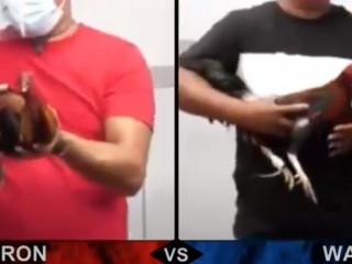 Đá gà cựa dao ngày 25/04/2021