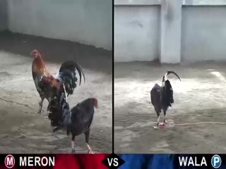 Đá gà cựa dao ngày 24/11/2020