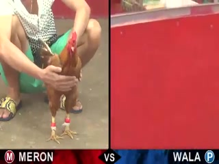 Đá gà cựa sắt ngày 24/11/2020