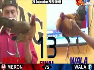 Đá gà cựa dao ngày 25/12/2020