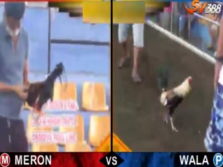 Đá gà cựa dao ngày 26/11/2020