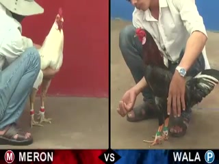 Đá gà cựa sắt ngày 26/11/2020