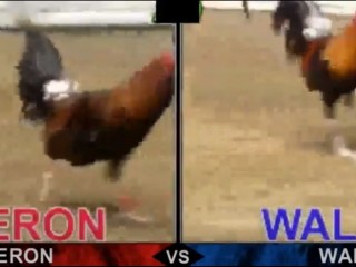 Đá gà cựa dao ngày 27/04/2021