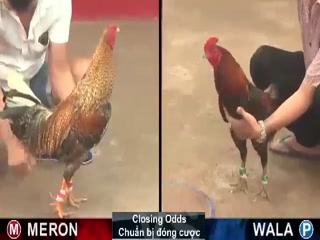 Đá gà cựa sắt ngày 27/11/2020