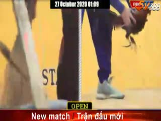 Đá gà cựa dao ngày 24/10/2020