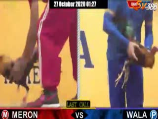 Đá gà cựa dao ngày 25/10/2020