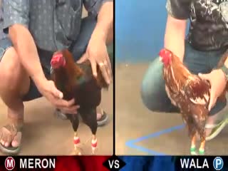 Đá gà cựa sắt ngày 24/10/2020