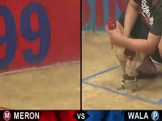 Đá gà cựa sắt ngày 26/10/2020