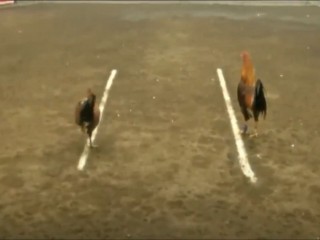 Đá gà cựa dao ngày 29/04/2021