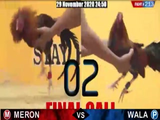 Đá gà cựa dao ngày 29/11/2020