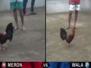 Đá gà cựa dao ngày 29/10/2020