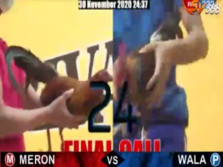 Đá gà cựa dao ngày 30/11/2020