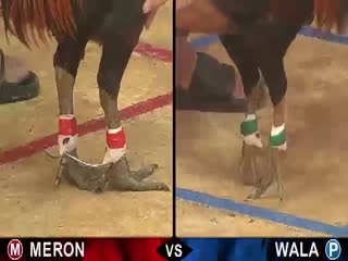 Đá gà cựa sắt ngày 30/10/2020