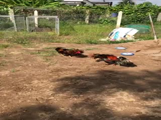 Clip xổ khét 2kg6