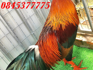 Hàng víp 2kg8 (ĐB) AE xem vui