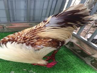 Khét 2kg8 Tay 1cục ae họp alo☎️0845377775(Nhân)