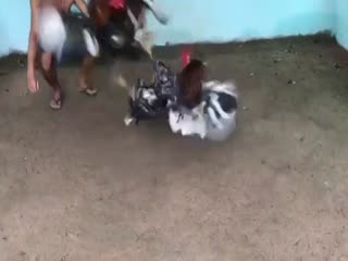 Mới zo kênh ae chỉ dại thêm