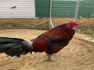 Ga dieu xanh viet my  3k 12 thang ga anh em ai thich alo minh nhe dt 0902719196