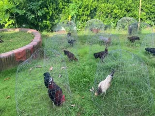 1-11-2020 - Trại Gà Mít Trà Cú Lên Top Gà Mái Làm Giống Vip AE Tham Khảo  SĐT 0344224422