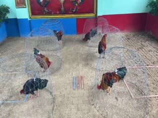 2-11-2020 - Trại Gà Mít Trà Cú Lên 6 Chiến Kê  Vip AE Tham Khảo  SĐT 0344224422