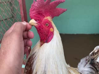 4-11-2020 - Trại Gà Mít Trà Cú Lên Gà Cú Sữa 2k7 Vip AE Tham Khảo  SĐT 0344224422