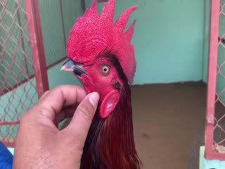 4-11-2020 - Trại Gà Mít Trà Cú Lên Gà Que Lá 2k9 Vip AE Tham Khảo  SĐT 0344224422