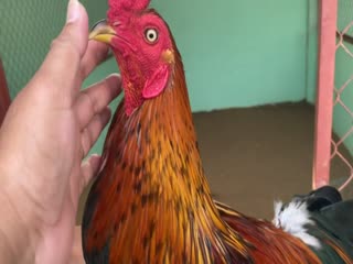 4-11-2020 - Trại Gà Mít Trà Cú Lên Gà Vàng Chân Xanh 2k9 Vip AE Tham Khảo  SĐT 0344224422