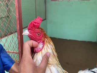 4-11-2020 - Trại Gà Mít Trà Cú Lên Gà Xám Cú 2k8 Vip AE Tham Khảo  SĐT 0344224422