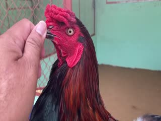 4-11-2020 - Trại Gà Mít Trà Cú Lên Gà Xanh Que 3k1 Vip AE Tham Khảo  SĐT 0344224422