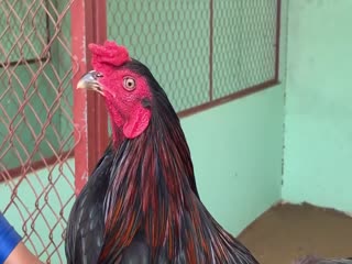 4-11-2020 - Trại Gà Mít Trà Cú Lên Gà Xanh Que Cổ Đỏ 2k9 Vip AE Tham Khảo  SĐT 0344224422