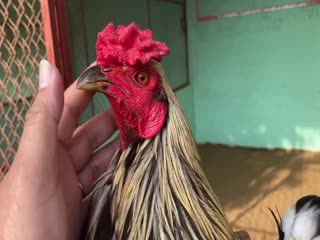 5-11-2020 - Trại Gà Mít Trà Cú Lên Gà Chuối 2k6 Vip AE Tham Khảo  SĐT 0344224422